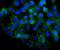 Cadherin 3 antibody, A03353-1, Boster Biological Technology, Immunofluorescence image 