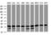 Proteasome Subunit Alpha 2 antibody, LS-C174347, Lifespan Biosciences, Western Blot image 