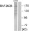 AT-Rich Interaction Domain 1B antibody, abx013705, Abbexa, Western Blot image 
