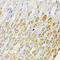 Ribosomal Protein S6 Kinase A3 antibody, 19-659, ProSci, Immunohistochemistry frozen image 