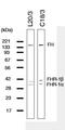 Complement Factor H antibody, GAU 020-03-02, Invitrogen Antibodies, Western Blot image 