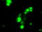 SATB Homeobox 1 antibody, TA500524, Origene, Immunofluorescence image 