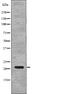 p21 antibody, PA5-64842, Invitrogen Antibodies, Western Blot image 