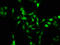 H12 antibody, LS-C670345, Lifespan Biosciences, Immunofluorescence image 