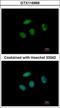PHD finger protein 6 antibody, GTX116966, GeneTex, Immunocytochemistry image 