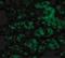 CTRP1 antibody, NBP1-76626, Novus Biologicals, Immunocytochemistry image 