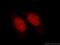 Histone H1.0 antibody, 17510-1-AP, Proteintech Group, Immunofluorescence image 