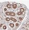 Cell Wall Biogenesis 43 C-Terminal Homolog antibody, NBP2-30526, Novus Biologicals, Immunohistochemistry frozen image 