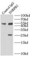 Small Nuclear Ribonucleoprotein Polypeptide B2 antibody, FNab08071, FineTest, Immunoprecipitation image 