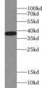 Synaptophysin antibody, FNab08422, FineTest, Western Blot image 