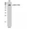 Ribosomal Protein S6 Kinase A4 antibody, LS-C381379, Lifespan Biosciences, Western Blot image 