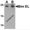 BCL2 Like 11 antibody, 7421, ProSci, Western Blot image 