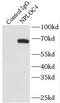 Nuclear protein localization protein 4 homolog antibody, FNab05821, FineTest, Immunoprecipitation image 