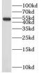 Proteasome 26S Subunit, Non-ATPase 5 antibody, FNab06891, FineTest, Western Blot image 
