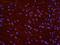 N-acetylgalactosaminyltransferase 7 antibody, orb74250, Biorbyt, Immunofluorescence image 