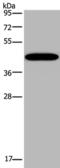 Potassium channel subfamily K member 13 antibody, PA5-50434, Invitrogen Antibodies, Western Blot image 