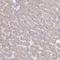 Solute Carrier Family 5 Member 1 antibody, HPA051805, Atlas Antibodies, Immunohistochemistry paraffin image 