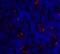 Inducible T Cell Costimulator antibody, 8685, ProSci Inc, Immunofluorescence image 