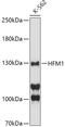 Helicase For Meiosis 1 antibody, A11405, Boster Biological Technology, Western Blot image 