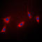 Peptidylprolyl Isomerase F antibody, LS-C353228, Lifespan Biosciences, Immunofluorescence image 
