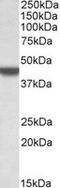 Apolipoprotein B MRNA Editing Enzyme Catalytic Subunit 3D antibody, LS-C139782, Lifespan Biosciences, Western Blot image 