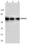 AMPK antibody, AP06008PU-N, Origene, Western Blot image 