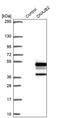 HSJ1 antibody, PA5-57590, Invitrogen Antibodies, Western Blot image 