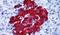 G Protein-Coupled Receptor 82 antibody, PA5-33769, Invitrogen Antibodies, Immunohistochemistry paraffin image 