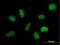 Mediator Complex Subunit 29 antibody, H00055588-B01P, Novus Biologicals, Immunofluorescence image 