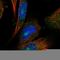 O-Acyl-ADP-Ribose Deacylase 1 antibody, HPA029036, Atlas Antibodies, Immunofluorescence image 