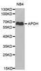 SRBC antibody, MBS127764, MyBioSource, Western Blot image 