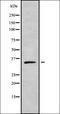 Olfactory Receptor Family 2 Subfamily A Member 42 antibody, orb378354, Biorbyt, Western Blot image 