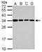 Interferon Induced Protein 35 antibody, NBP2-16919, Novus Biologicals, Western Blot image 