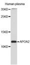 Apolipoprotein A2 antibody, LS-C408344, Lifespan Biosciences, Western Blot image 