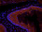 Galectin 8 antibody, orb216142, Biorbyt, Immunofluorescence image 