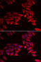 Secreted frizzled-related protein 4 antibody, orb255172, Biorbyt, Immunocytochemistry image 
