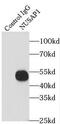 Nucleolar And Spindle Associated Protein 1 antibody, FNab05938, FineTest, Immunoprecipitation image 