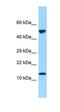 Rubicon Like Autophagy Enhancer antibody, orb326434, Biorbyt, Western Blot image 