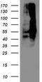 DLD antibody, TA503391, Origene, Western Blot image 