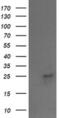 Vacuolar protein sorting-associated protein 28 homolog antibody, MA5-26189, Invitrogen Antibodies, Western Blot image 