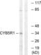 NADH-cytochrome b5 reductase 1 antibody, LS-C120126, Lifespan Biosciences, Western Blot image 