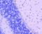 SMAD2 antibody, NBP2-67376, Novus Biologicals, Immunohistochemistry paraffin image 