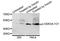 Band 4.1-like protein 2 antibody, orb374229, Biorbyt, Western Blot image 
