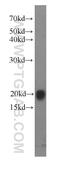 Rac Family Small GTPase 2 antibody, 60077-1-Ig, Proteintech Group, Western Blot image 