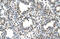 Zinc Finger DHHC-Type Containing 13 antibody, 29-988, ProSci, Immunohistochemistry paraffin image 