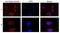 Ras Related GTP Binding A antibody, GTX00730, GeneTex, Immunofluorescence image 