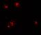CCL2 antibody, A00056, Boster Biological Technology, Immunofluorescence image 