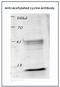 Acetylated-Lysine antibody, AP03035PU-N, Origene, Western Blot image 