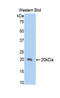 Bone Morphogenetic Protein 4 antibody, LS-C293040, Lifespan Biosciences, Western Blot image 