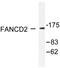 FA Complementation Group D2 antibody, LS-C176017, Lifespan Biosciences, Western Blot image 